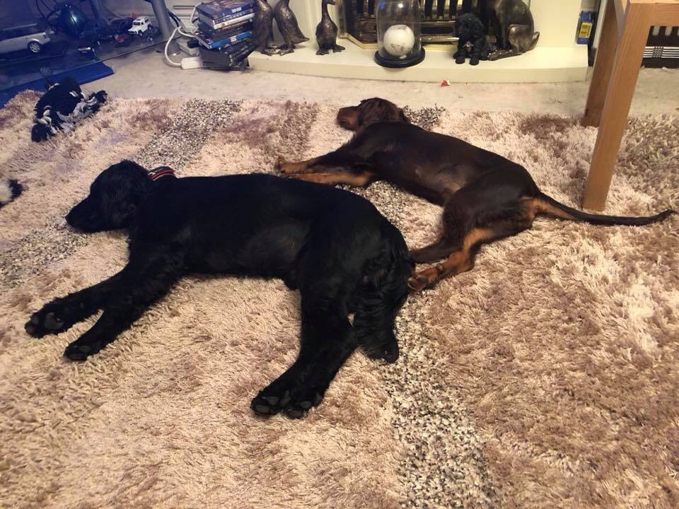 RowleyDonna's tweet photo. @CockerSpanPics it’s been a hard day out running after balls https://t.co/PAl2bNyW0x
