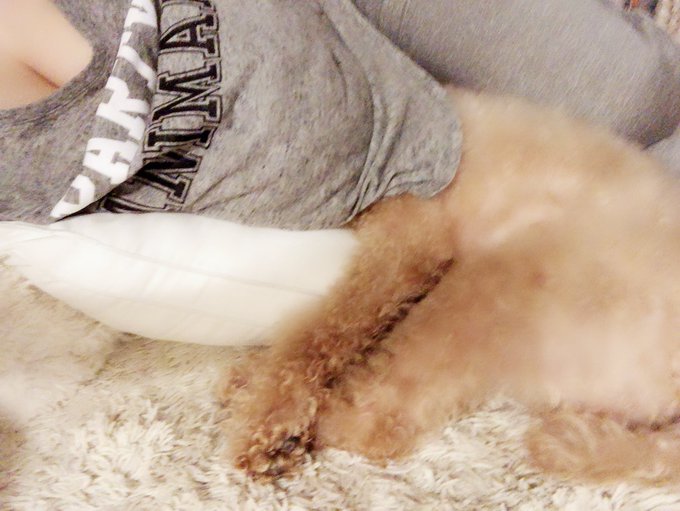 服の中で寝てるw https://t.co/A4LPeo0Uwv