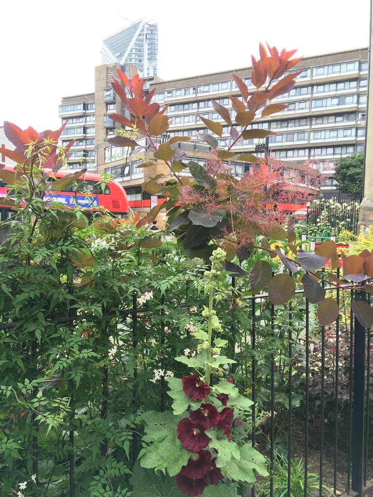 MobileGardeners's tweet photo. Discussing new tree planting at Elliotts Row Pocket Park with the enthusiastic council officer and volunteers Nelle and Dan. Garden meanwhile thrives https://t.co/eoH6cKjBFy