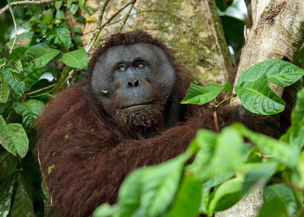 OceanicSociety's tweet photo. Borneo has one of the world's best combinations of forest &amp; ocean wilderness, where you can see many wonderful species like orangutans, proboscis monkeys, sea turtles, and more. Check out our all new trips to Malaysian Borneo in 2018 and 2019: https://t.co/LRvTr2OxaO https://t.co/0OLSqGkw66