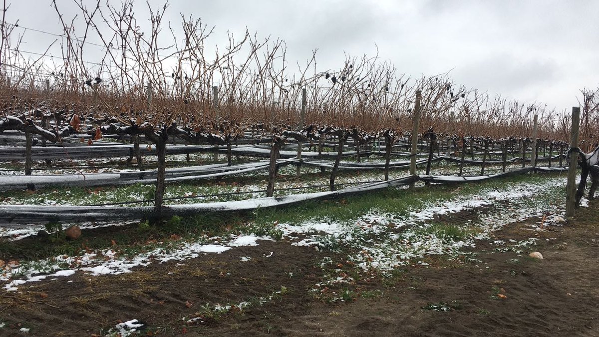 MetzooOK's tweet photo. Seguimos creciendo en Valle de Uco, Mendoza 😀 Nos vamos preparando para la nueva temporada. Más bodegas adoptando Viticultura de Precisión 💪🍇 #PrecisionAgriculture #AgTech #vino https://t.co/JL9NhRNw7r