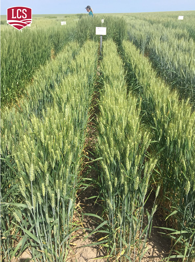 LimagrainWheat's tweet photo. LCS Jet looking great at Ritzville, WA! Supersonic Yield Potential.. #LCSJet #wheat @FrankC1953 https://t.co/BAEm5cJvc0