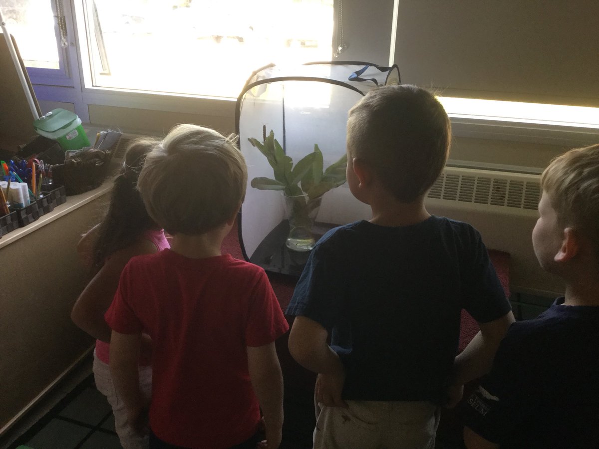 WPSKindersRoom4's tweet photo. We have new visitors to our room https://t.co/Yaxyj7PuBa