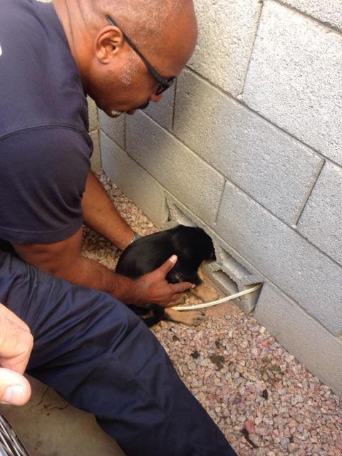 ChandlerFirePIO's tweet photo. Firefighters lend a helping hand to free this cute little German shepherd puppy from the drainage portion of a residential block wall. Bella and her owner are doing fine. https://t.co/Yr2E31Apun