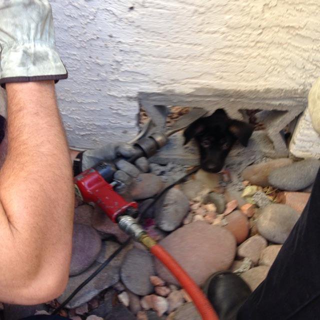 ChandlerFirePIO's tweet photo. Firefighters lend a helping hand to free this cute little German shepherd puppy from the drainage portion of a residential block wall. Bella and her owner are doing fine. https://t.co/Yr2E31Apun