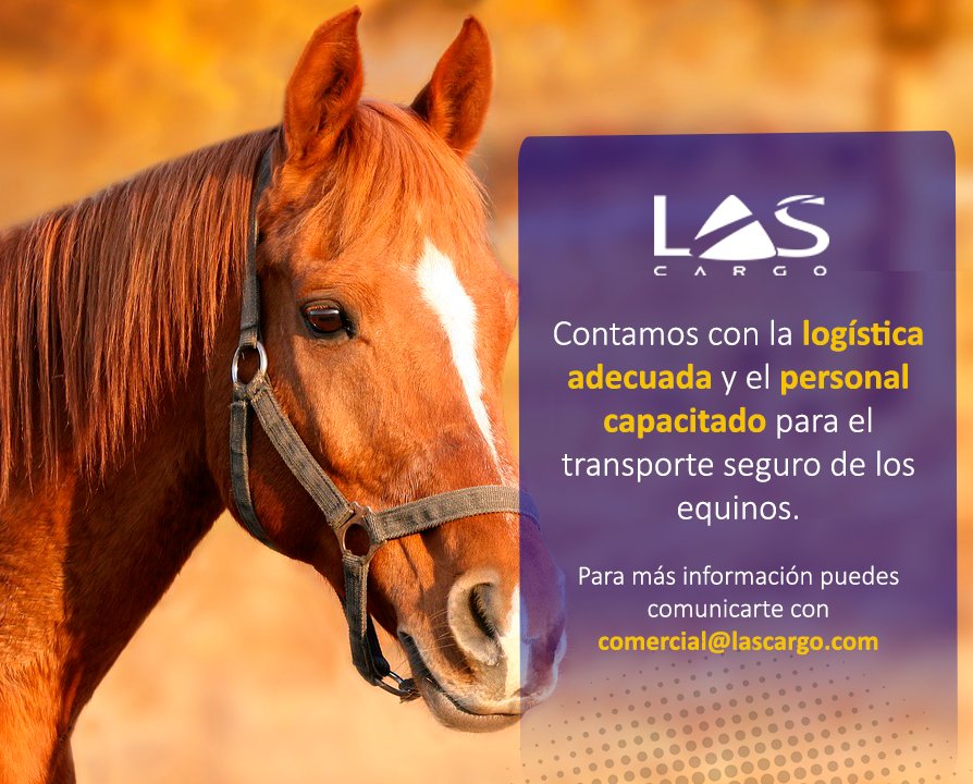 LAS_Cargo's tweet photo. ¡Sabemos lo importantes que son ellos para ti! Por eso, nuestros procedimientos garantizan el bienestar de los equinos durante su transporte. https://t.co/abOVc5Y0Iz