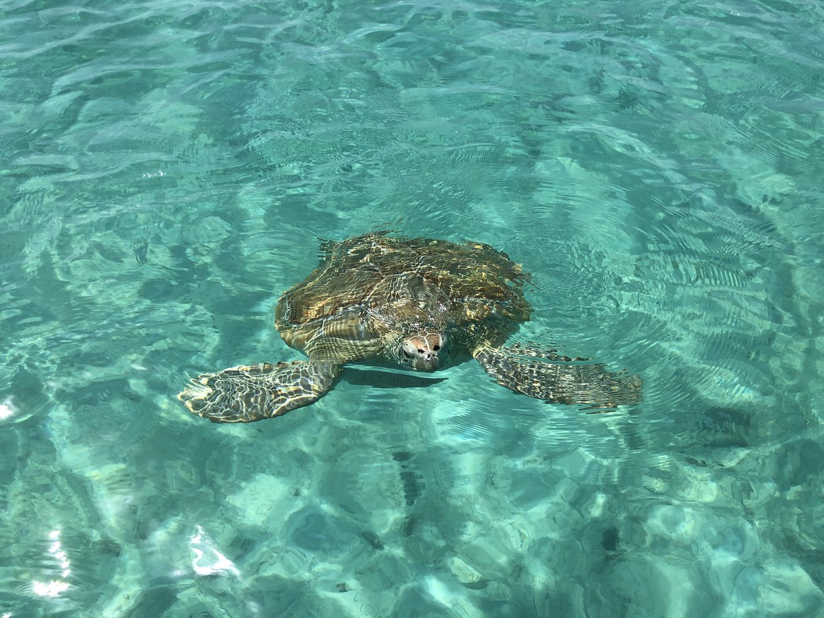 fbelussi's tweet photo. Ieri nuotavo con le tartarughe e oggi .. nuoto nel traffico milanese 😩😩😩 sapete che sono velocissime nell’acqua?? A beautiful bath whit turtles ❤️ #TurtleViewExuma #exuma #bahamas #travelgirl #travelgram #seaturtle #turtles #travelphotography #travelpics #inviaggioconfrancy https://t.co/o992iiP6sy