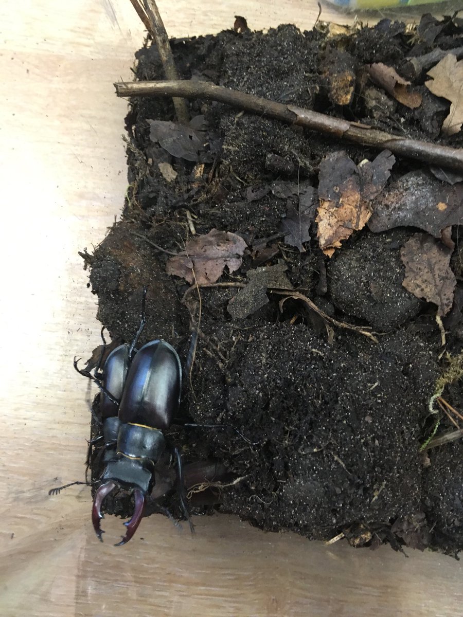MissLKefala's tweet photo. The #stagbeetles visited the @MagnaCartaSch in #biodiversityclub and we’ve been learning about their behaviour and anatomy. Did you know they are named ‘stag beetles’ because male’s large jaws look just like the antlers of a stag? Thanks to Yasmin and Jess for the cool pics! https://t.co/0vg4y7C1HJ