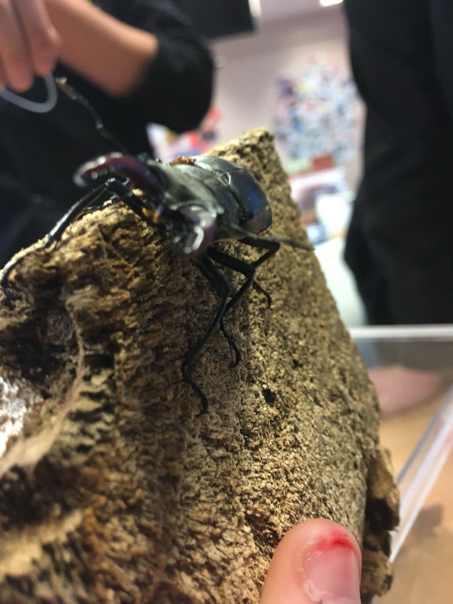 The #stagbeetles visited the <a href="/MagnaCartaSch/">Magna Carta School</a> in #biodiversityclub and we’ve been learning about their behaviour and anatomy. Did you know they are named ‘stag beetles’ because male’s large jaws look just like the antlers of a stag? Thanks to Yasmin and Jess for the cool pics!