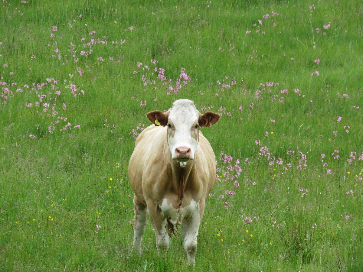 donnarainey4's tweet photo. Cow in a gorgeous Ragged Robin meadow. The plant diversity in this meadow is fantastic. Also has Marsh fritillary butterflies. Farming in harmony with nature, it can be done! If subsidies were paid to the people who deliver these benefits instead of going to huge land owners! https://t.co/a64fO8zWao