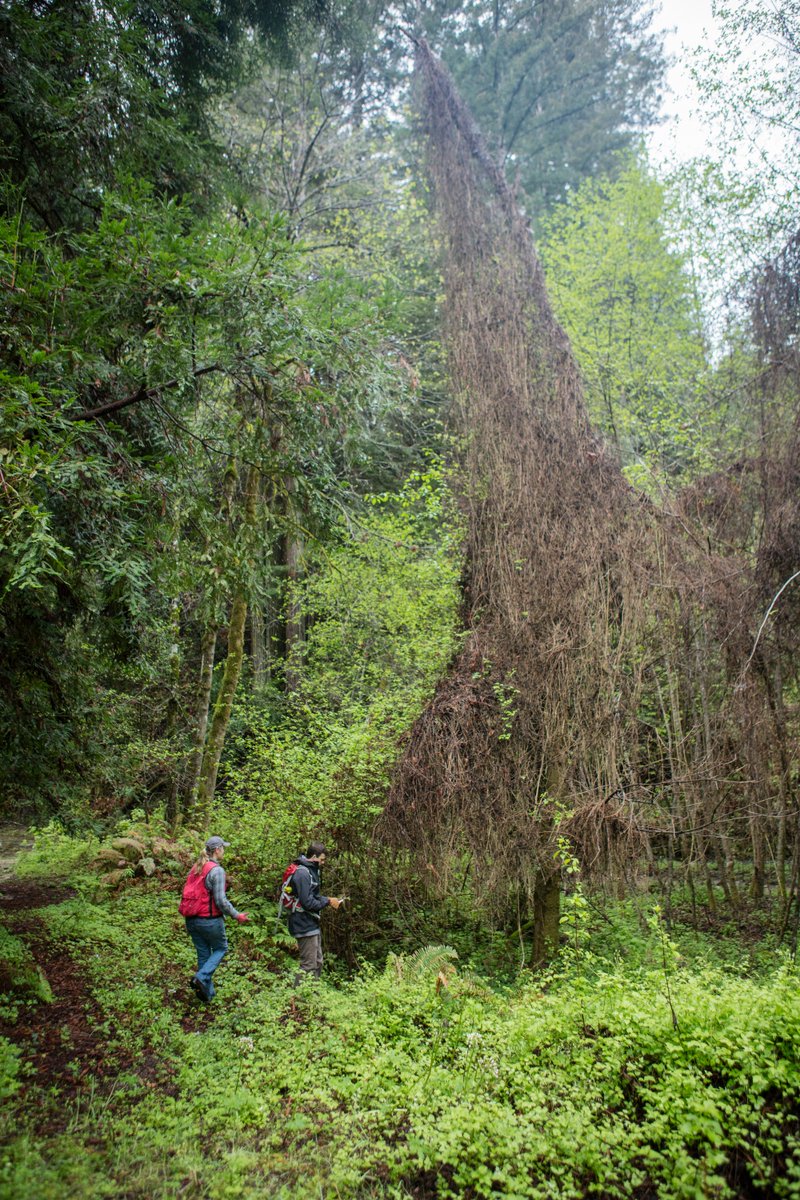 This week, <a href="/SempervirensFnd/">Sempervirens Fund</a> will begin work with POST, Save the Redwoods League and the California Department of Fish and Wildlife to treat and control the invasive Clematis vitalba on 30 acres of watershed within San Vicente Redwoods.
sempervirens.org/clematis-remov…