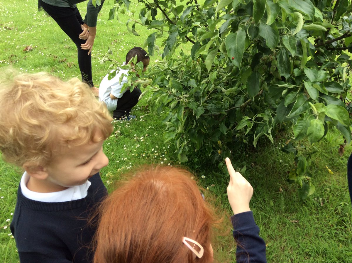 wilsonstfeed's tweet photo. #wsbees have been looking for minibeasts #wsunderstandingtheworld #wsscience #wseyfs https://t.co/pwoSzxTwCt