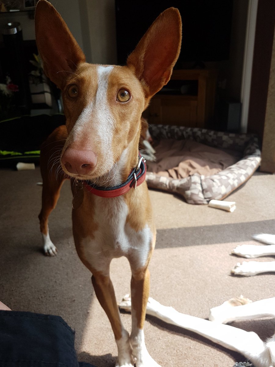 PodmanFrench's tweet photo. @alandavies1 need serious help to save Spain's podenco's. 100k per year #savethepodencos https://t.co/CeV4WdpIzD