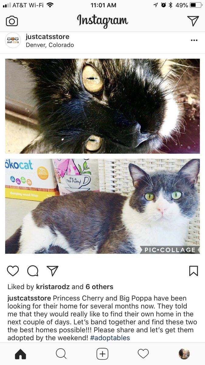 TigerNoStripes's tweet photo. CβMon #CATSOFTWITTER - letβs get together and try to find a home for Big Poppa (below) and Princess Cherry. Theyβre not bounded and lovely! For more info visit https://t.co/t9tnJHPCb0 #AdoptDontShop #catsofcolorado #foreverhome @SoCalrockergal @ItsMeDeaner https://t.co/J61iGrYhaz