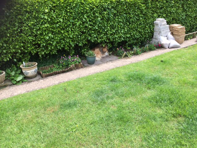 Megan is hiding in the hedge