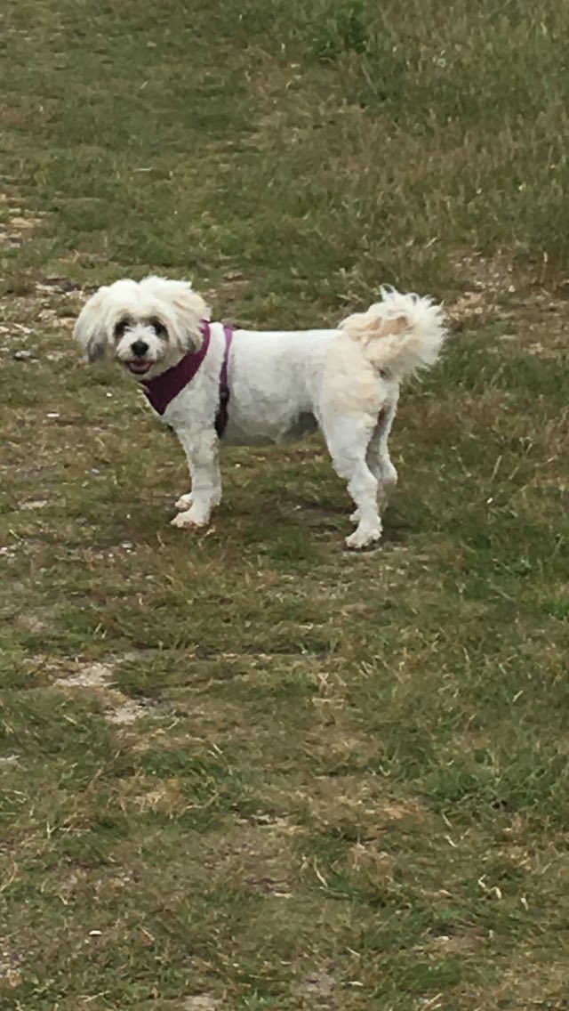 danieln66703756's tweet photo. More from our mooch 🐾🐾🐾#Aldeburgh #Aldfest #Seaside #churchfarm #thorpeness #suffolk https://t.co/IcEAxAIf2P