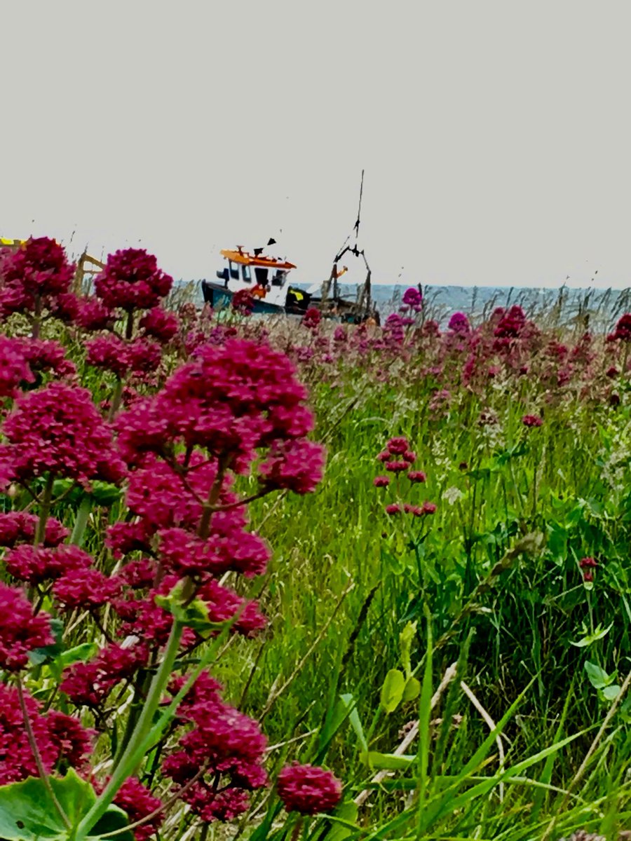 danieln66703756's tweet photo. More from our mooch 🐾🐾🐾#Aldeburgh #Aldfest #Seaside #churchfarm #thorpeness #suffolk https://t.co/IcEAxAIf2P