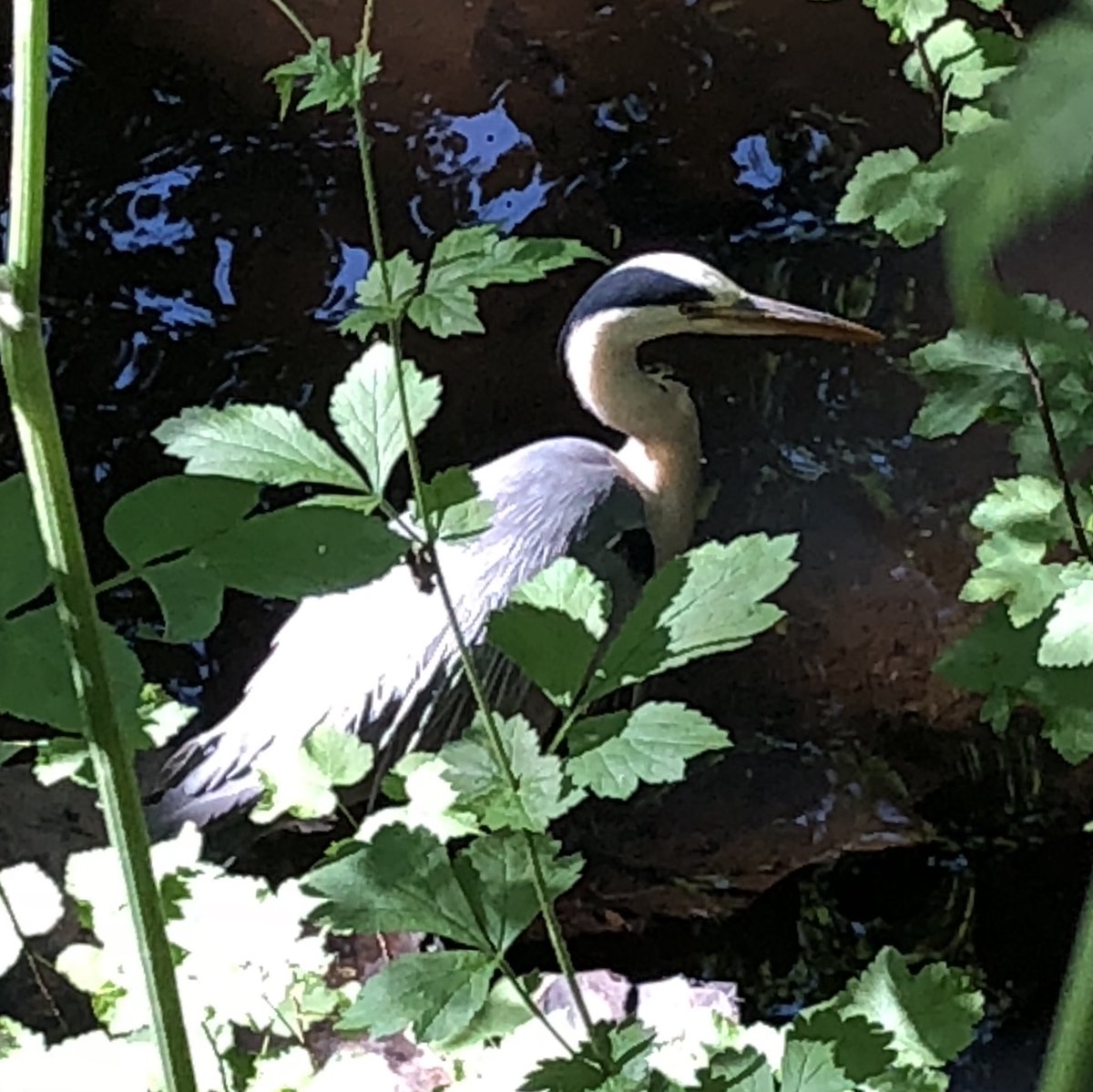 mikej1963's tweet image. #fishing #porterbrook #sheffieldissuper