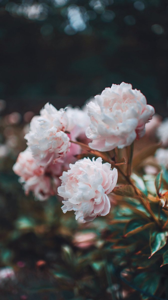Brandonwoelfel's tweet photo. Some wallpapers made by me, for you✨ https://t.co/nC3MznmGFG