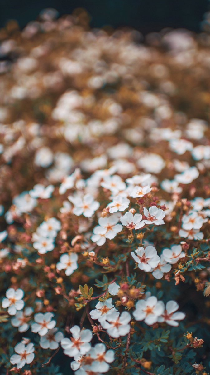 Brandonwoelfel's tweet photo. Some wallpapers made by me, for you✨ https://t.co/nC3MznmGFG