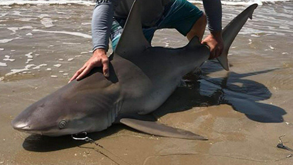 abc13houston's tweet photo. Video shows man reeling in 6 foot bull shark on Crystal Beach https://t.co/y8SDJoUqqw https://t.co/CtIQEccyEV