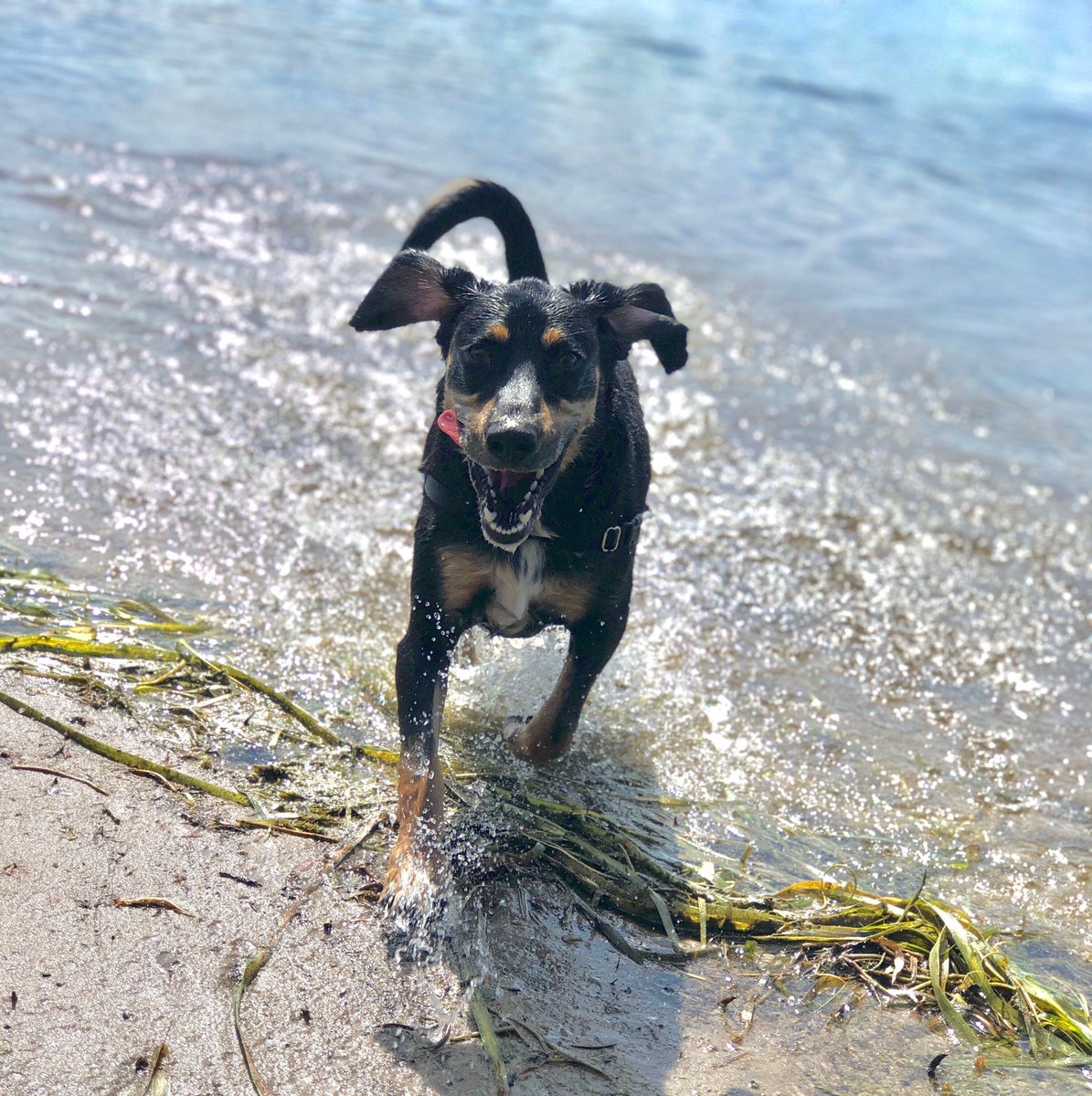 simplyogk's tweet photo. Lieutenant found his happy place 💕🐶 https://t.co/o1VMeZhSXv