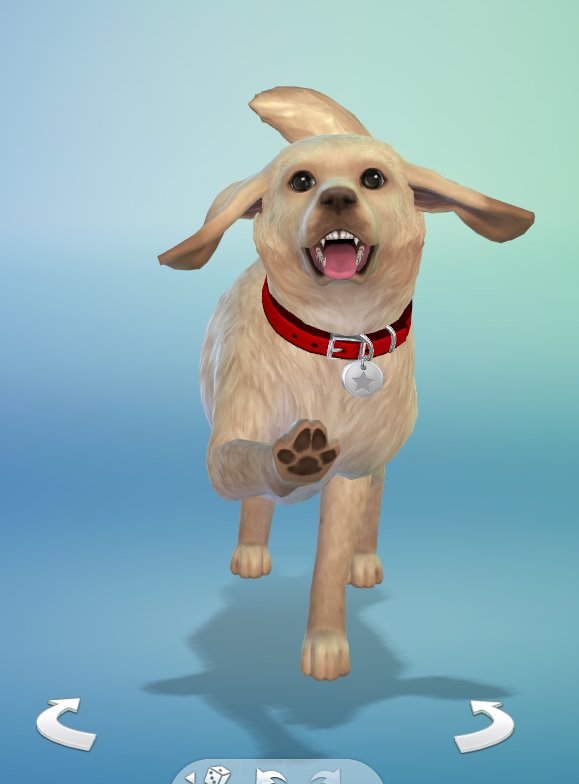 _natyjs's tweet photo. Hey @WahlquistCarter Here's Bee! I had no way to make Boo or Mr Satan because I had no material for them at the sims 4
#beedbs #boodog #mrsatandog #dog #sims4 #thesims4 #ts4 https://t.co/JYHrl1G49B