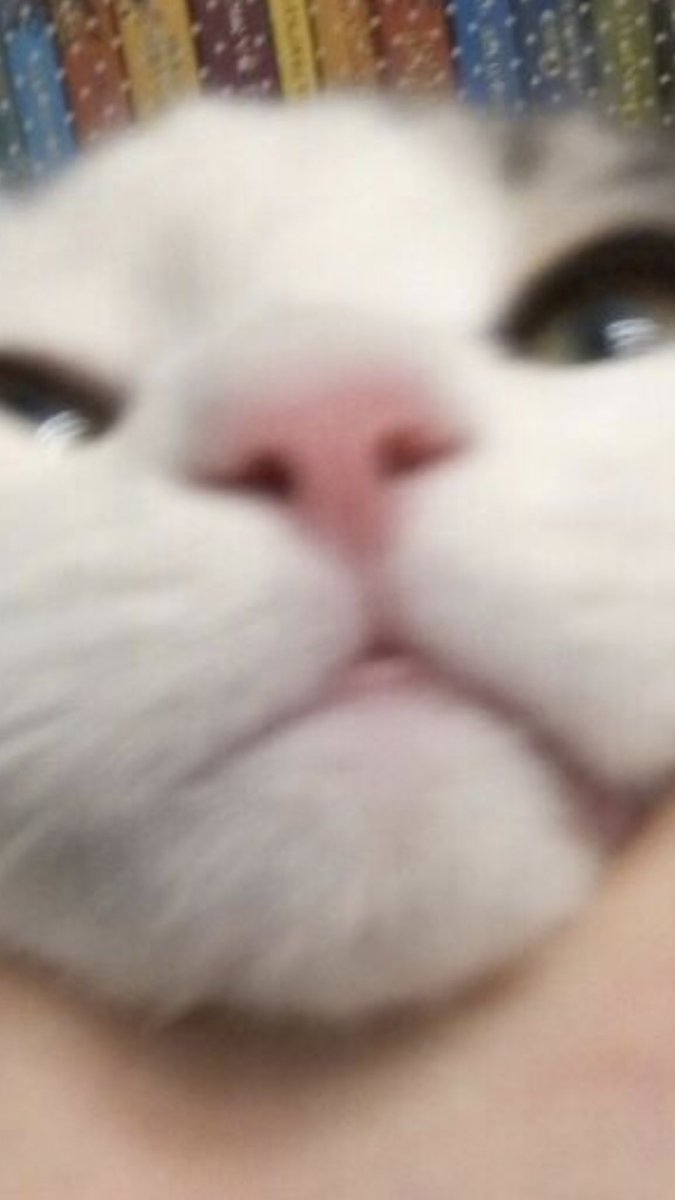 ko_sherno's tweet photo. мой котик https://t.co/XjZQSHhdHF