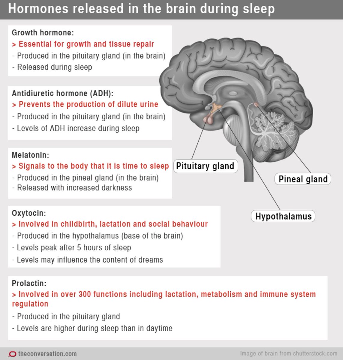 TripleE_KSA's tweet photo. 🛑 Hormones released in the brain during sleep 🛑
#cns #Endocrinology #Neurology #SMLE #medicine #pharmacy #intern #Nursing #basic #Triple_E https://t.co/fTKMCUUZoL
