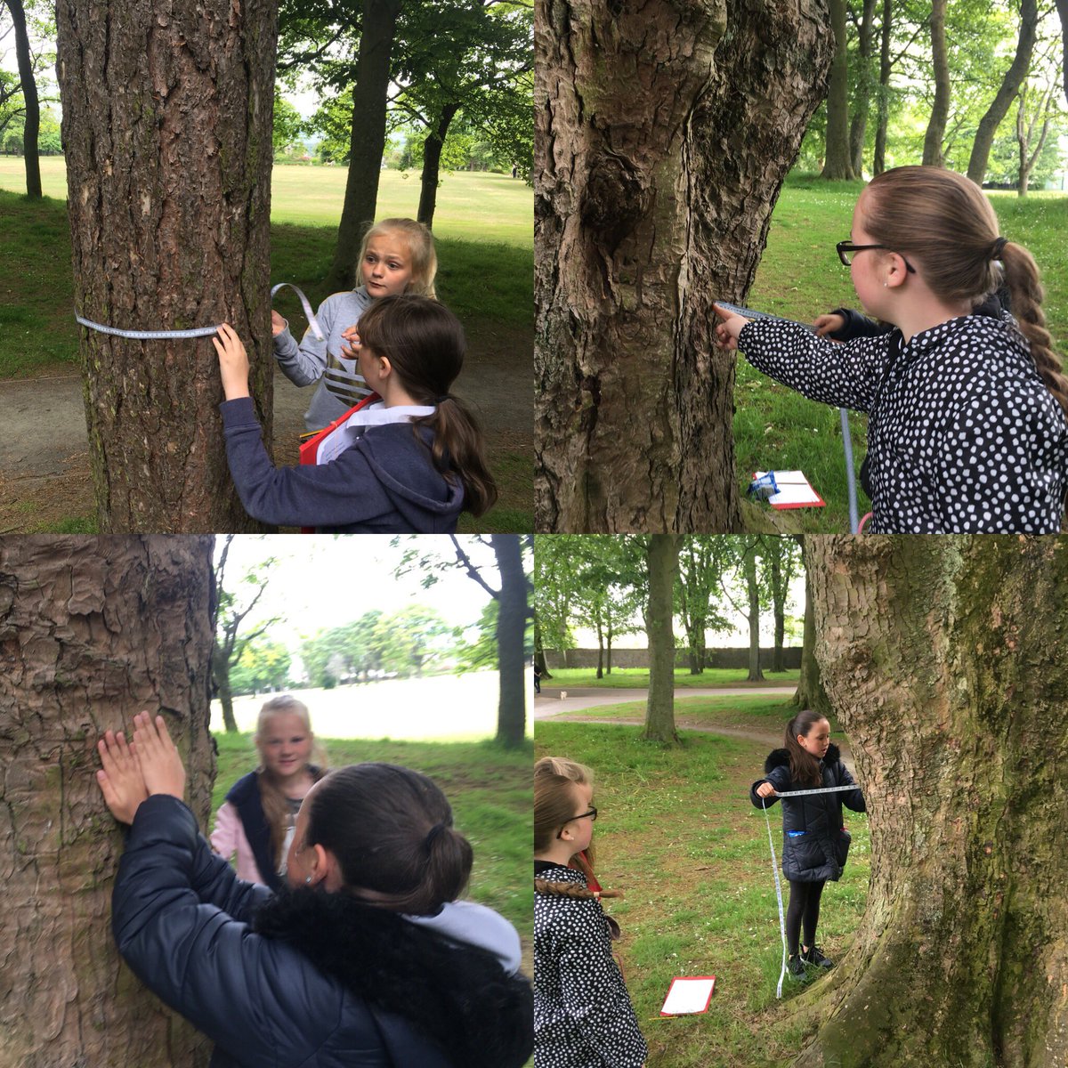MrRMckenzie1's tweet photo. We were also measuring the circumference of different trees! Tomorrow we will work out their age! #numeracyatwoodside #handspan @woodside_school https://t.co/pbLwHTllwp