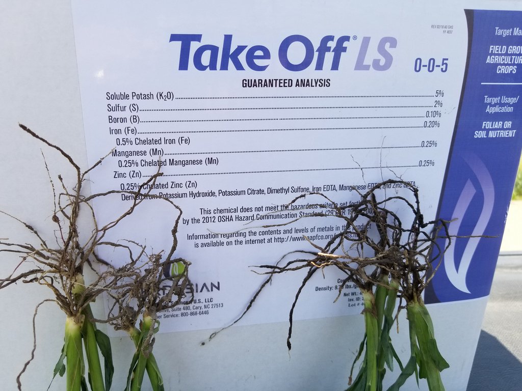 CodyRey1309's tweet photo. Looking at some #milo in #grainsorghum country on the Nebraska/Kansas border
I was able to pinpoint where the trial was by looking down rows and seeing early vigor difference.
#TakeoffLS from @verdesian is giving this crop the best potential to yield!
#spray18 with Take Off https://t.co/CDmUHsWCzG