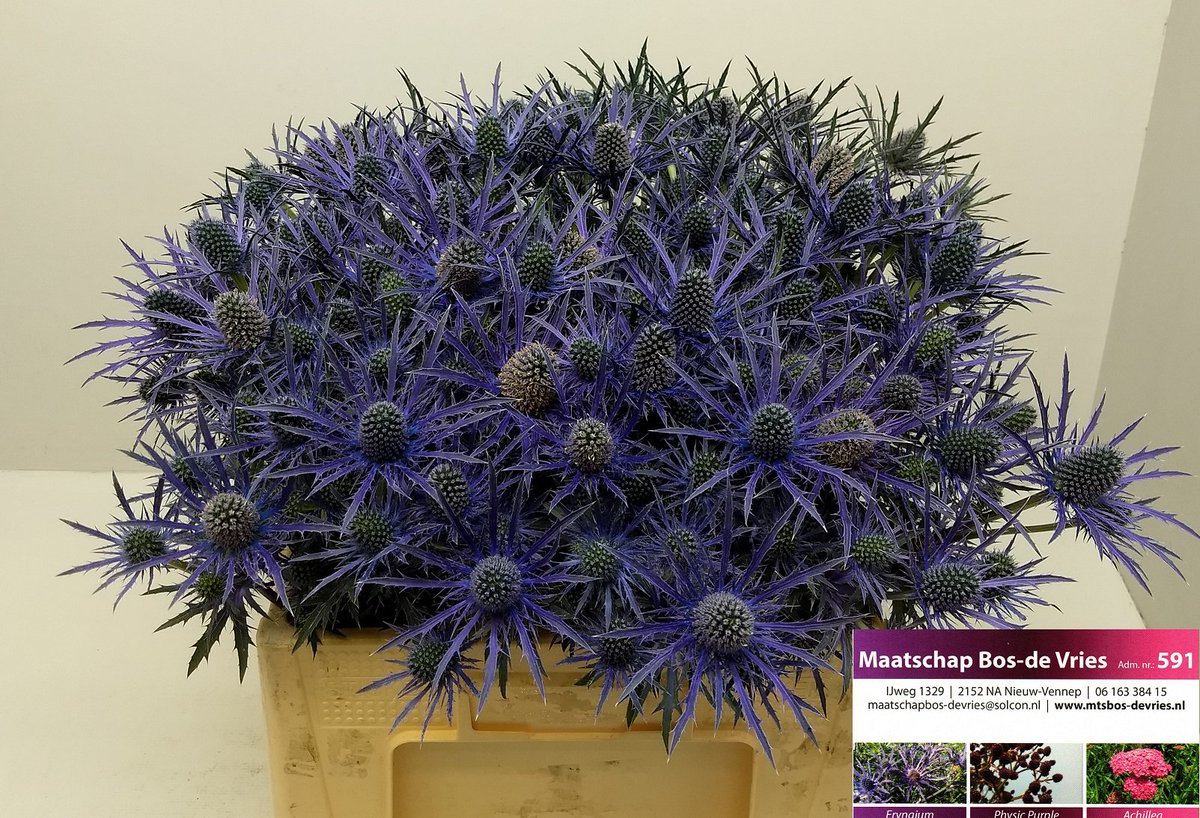 MtsBosdeVries's tweet photo. #wvwm Op #RFH #NLD weer een leuk karretje #Eryngium. https://t.co/XgPrOQ84hz