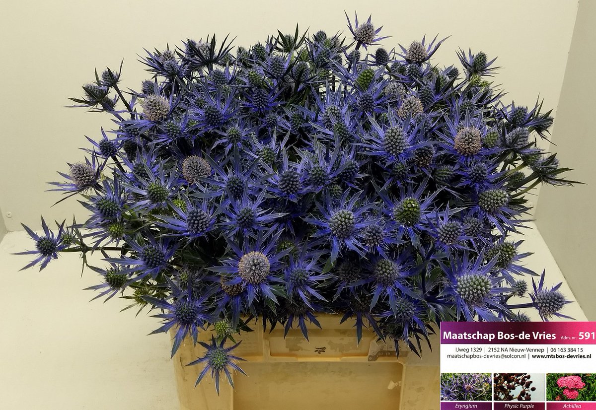 MtsBosdeVries's tweet photo. #wvwm Op #RFH #NLD weer een leuk karretje #Eryngium. https://t.co/XgPrOQ84hz