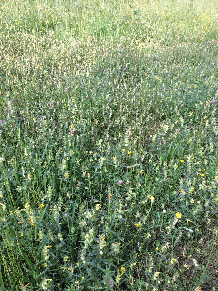 Parasitic yellow rattle making space for wild flower seeds in an old meadow #naturalregeneration