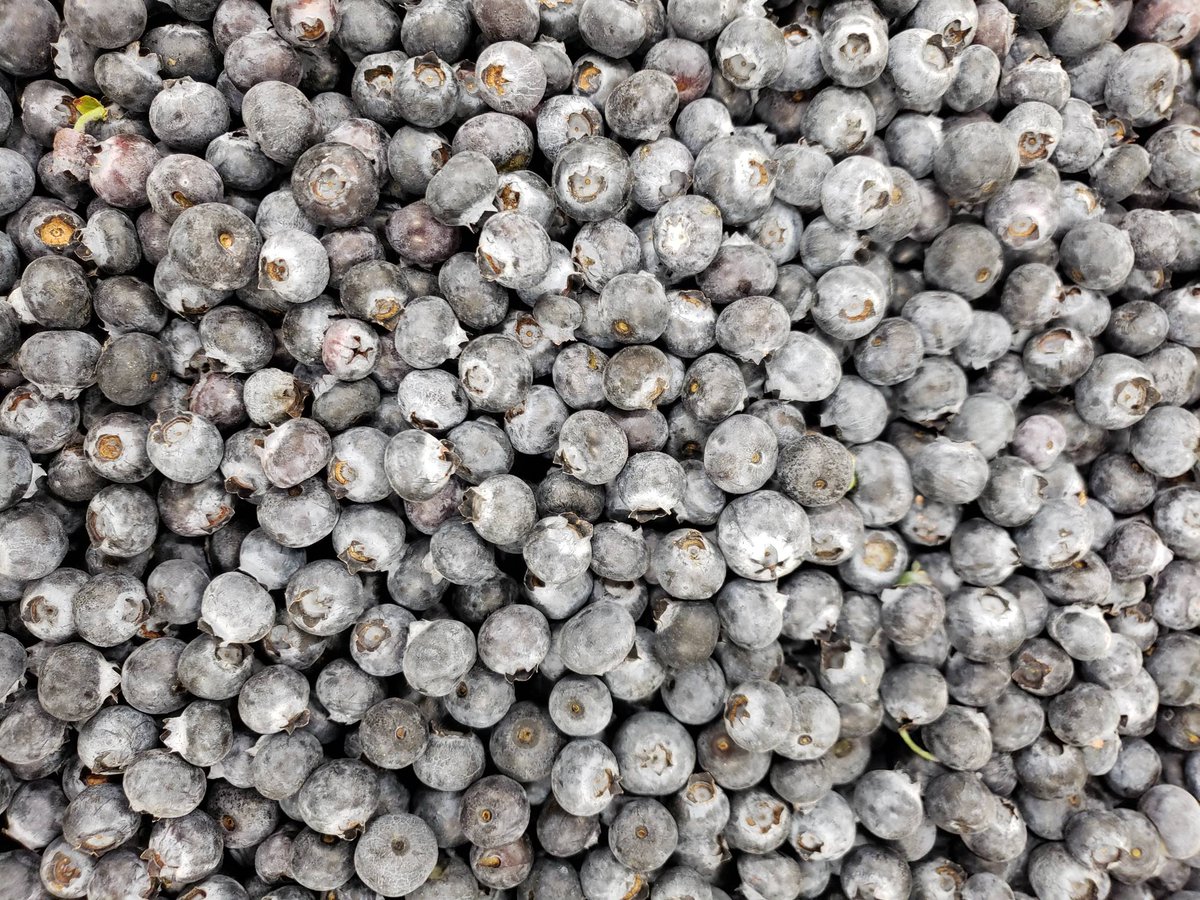 londonderry_dng's tweet image. Blueberries are actually purple. Like seriously, it's true! Blue is a non food color. That's why people buy blue plates because it triggers a non food responsive in our brain and prevents overeating. #sotruthatyou #coloryourplate #purpleberry #schoollunch