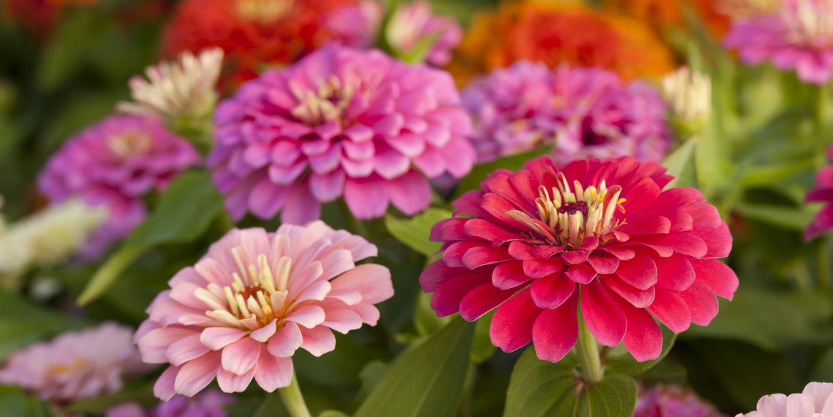 18 Full-Sun Summer Flowers That Bloom All Season Long ghkp.us/vpasOug