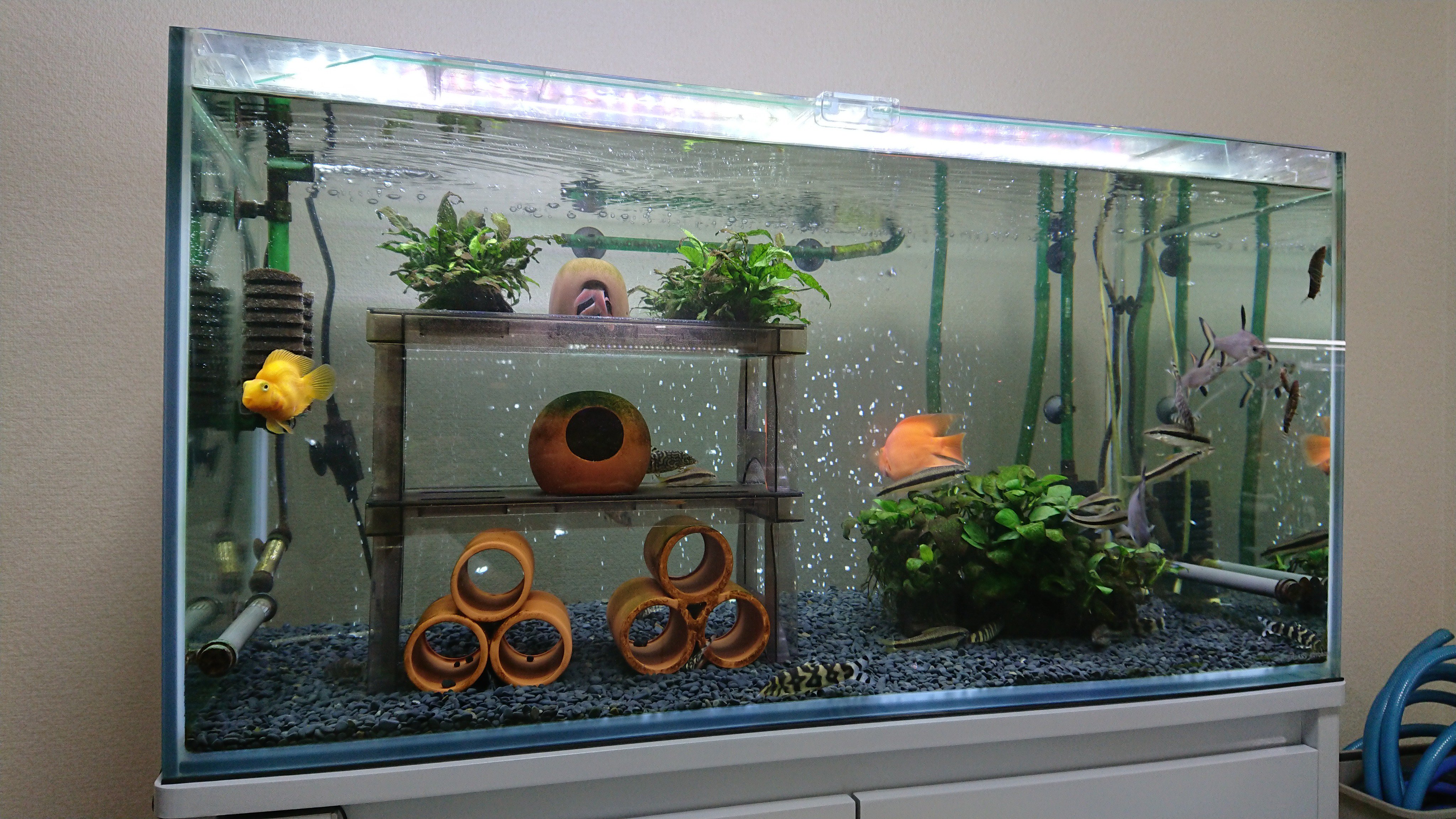 Mamoru 気分転換に 90cm水槽のレイアウトを変更しました シンプル イズ ベスト ボティアマンション復活で 自分にとっては神棚的な何か 熱帯魚 アクアリウム クラウンローチ T Co Cembuclfql Twitter