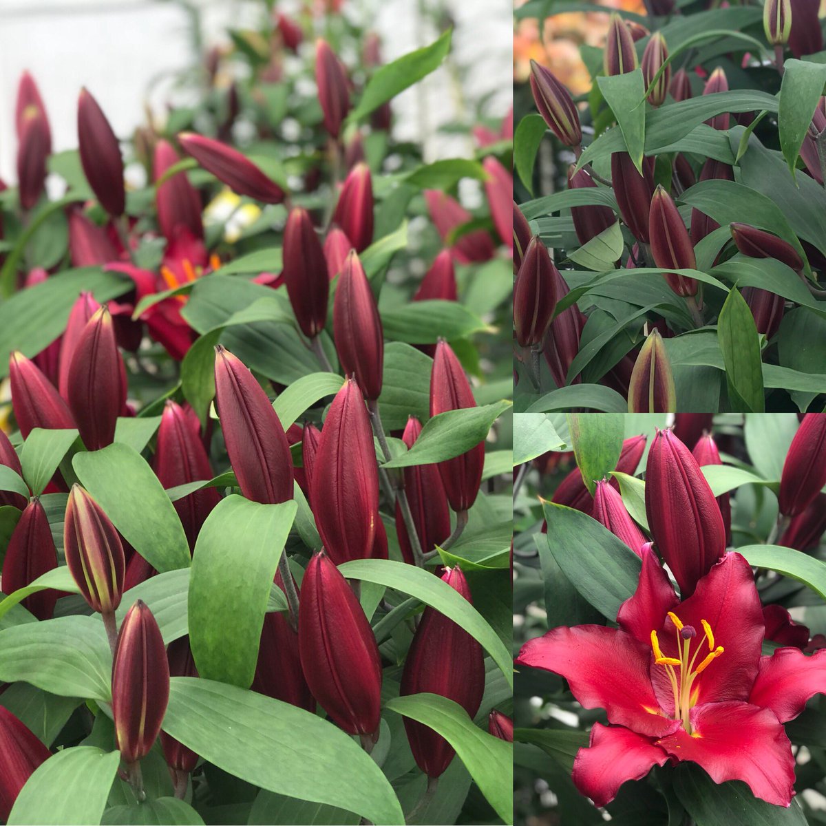 BolthaBV's tweet photo. OR Bombastic #lilium #flowers https://t.co/EToGceQCQH