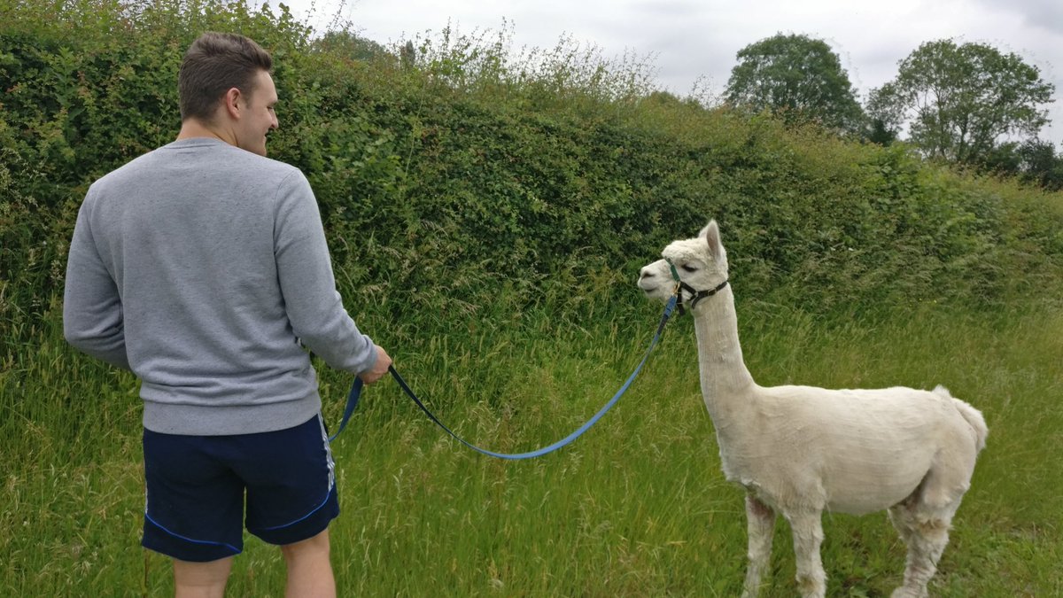 Walking Alpaca (who knew that was a thing...) today with the new officers for some team bonding. Trust me and <a href="/PFRayward/">Peter Rayward</a> to get given the ones which like stopping every 5 steps  - great day out, would recommend! #Handover #YourSUTraining
