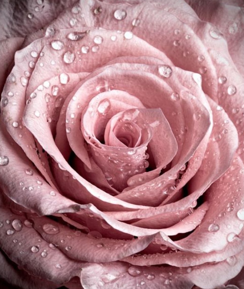 liliaw1895's tweet image. &quot;Love Lexicon&quot;

The titillating
ministrations of
your lambent tongue...

#poetry #sapiophile