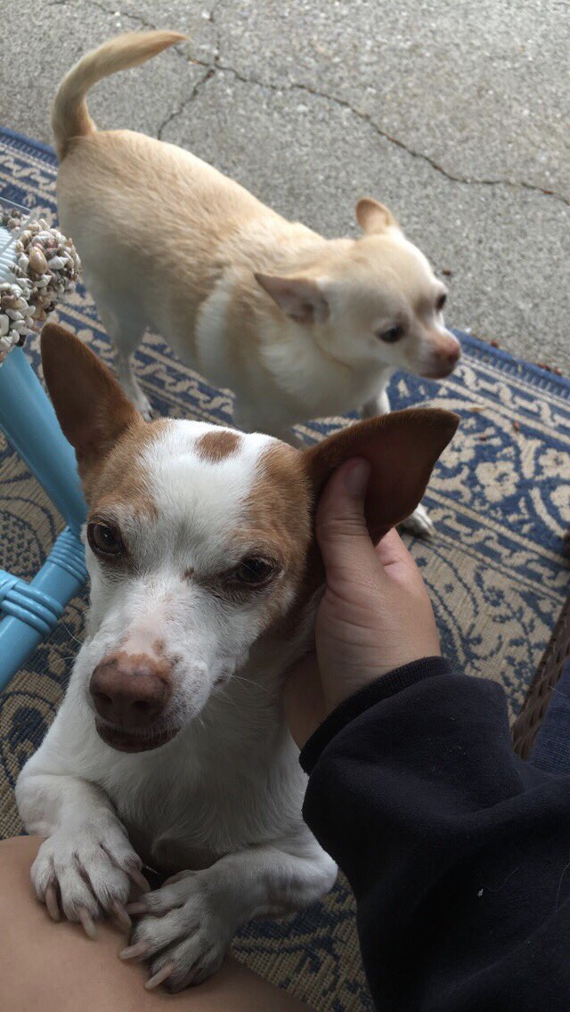 SniffSeattle's tweet image. Coco &amp;amp; Henry get ALL the love! Courtney pics. #dogsofseattle