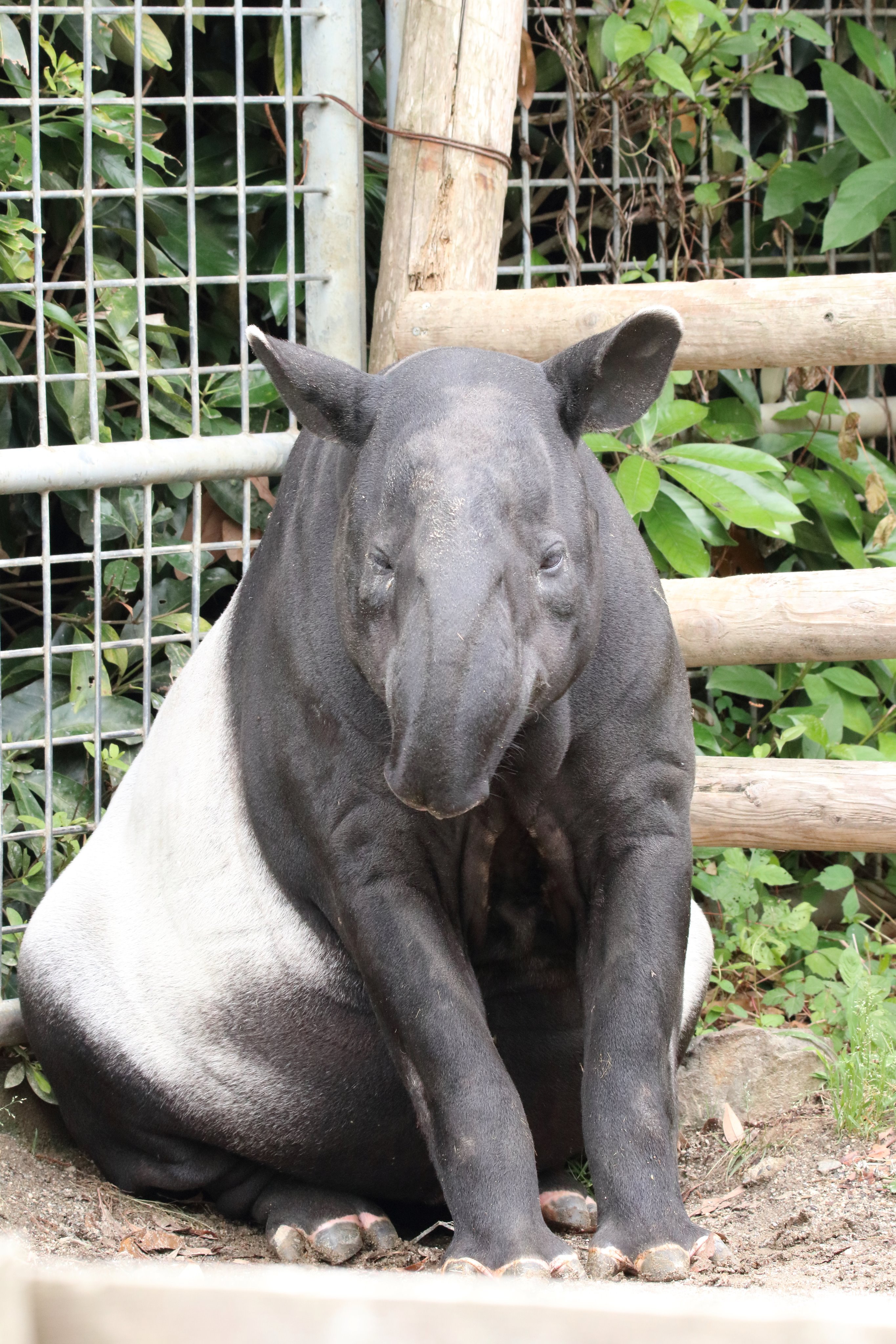 ミズキ みずキャンd 昨日の東武動物公園お散歩写真 マレーバク 偶蹄目バク科バク属保全状況 絶滅危惧種en なんかかわいい座り方をしていたので撮りました そして前回の初訪園時には撮れなかったこどものコトちゃん すやすやと寝ているその体は