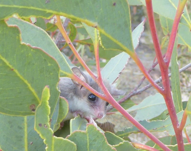 BushHeritageAus's tweet photo. Ain't they adorable? These Pygmy Possums were spotted recently in nestboxes we installed on our Monjebup Reserve last year. A total of 30 #PygmyPossums were using the boxes - an amazing result! Read more here: https://t.co/aPYzw28Cbe #WildOz https://t.co/CBgN0pZir2