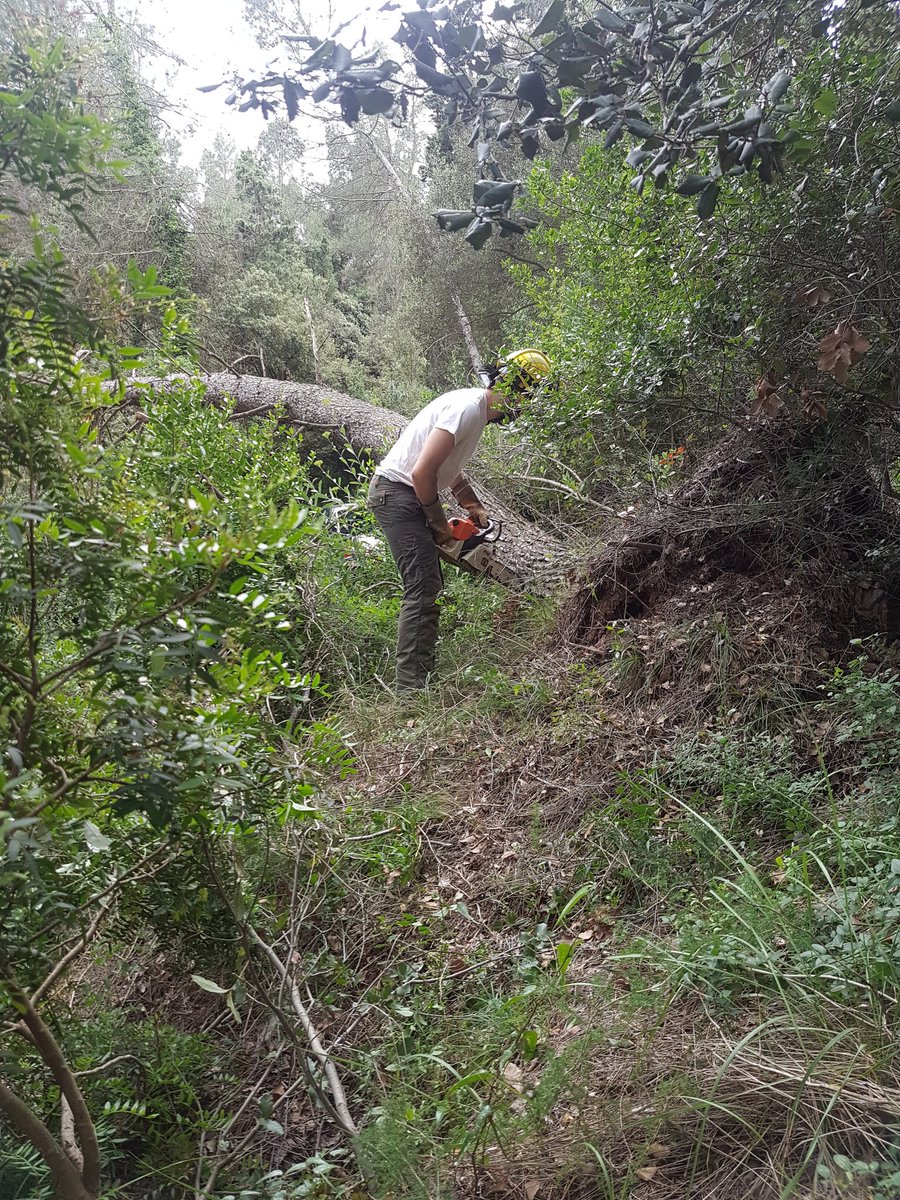 adfmartorell's tweet photo. Avui hem retirat un arbre que va caure al mig del cami entre la Roca dreta i 4 camins a #Martorell, ara ja es transitable en cas d'emergencia. @xavifono @AjuntaMartorell @Adolfbarguesast @ADFBLL @sfadfcat https://t.co/v0mLM5t4XD
