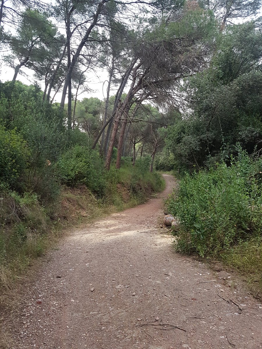 adfmartorell's tweet photo. Avui hem retirat un arbre que va caure al mig del cami entre la Roca dreta i 4 camins a #Martorell, ara ja es transitable en cas d'emergencia. @xavifono @AjuntaMartorell @Adolfbarguesast @ADFBLL @sfadfcat https://t.co/v0mLM5t4XD