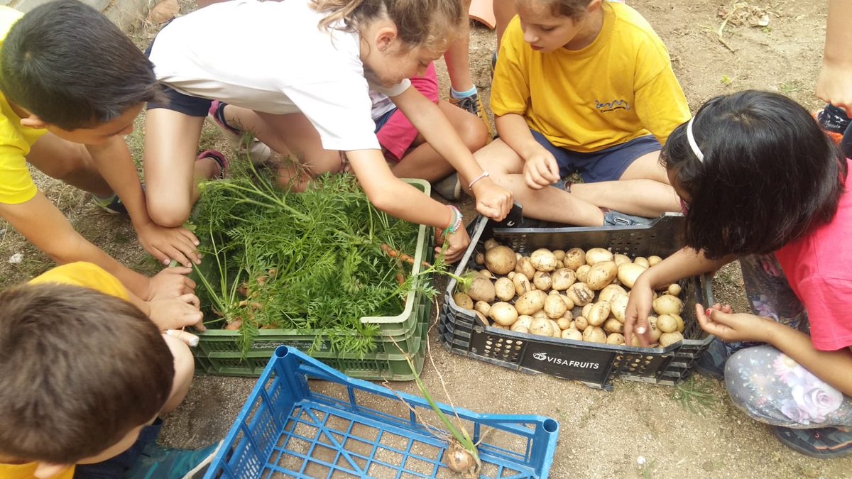 Nievesropo's tweet photo. Después de todo el año cuidando del huerto de @escolaventosmir hoy recogemos sus frutos. Menuda tortillas vamos a preparar😋#aixòtambéésventósmir https://t.co/uHGhGmdiUJ