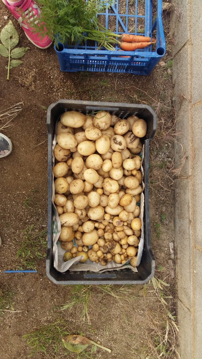 Nievesropo's tweet photo. Después de todo el año cuidando del huerto de @escolaventosmir hoy recogemos sus frutos. Menuda tortillas vamos a preparar😋#aixòtambéésventósmir https://t.co/uHGhGmdiUJ