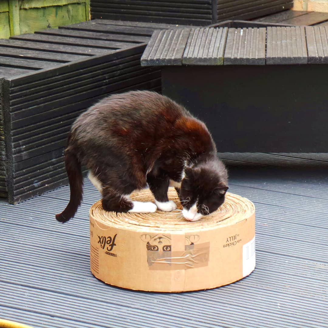 arianawimsett's tweet photo. #Twinkle trying the #recycled cardboard #scratchingpad I made. I think he likes itπ»
.
.
#craftinghappiness #craftyfingers #catscratcher #cattoy #diy https://t.co/5YJmxpaGUn