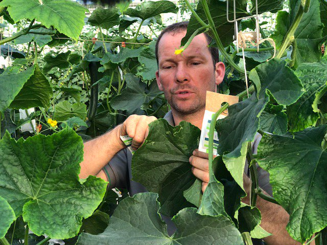 Food transition film Mickaël Robin, Maraîcher à Saint-Méloire des ondes pratiquant la lutte biologique intégrée pour protéger ses légumes des insectes ravageurs. Mickaël est un livre ouvert tant ses connaissances sont précises et vastes sur le sujet. Séquence passionnante !