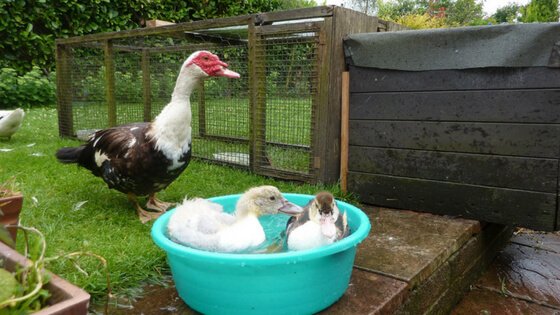 5 Birds (Besides Chickens) That Are Worth Raising dlvr.it/QX4YNB